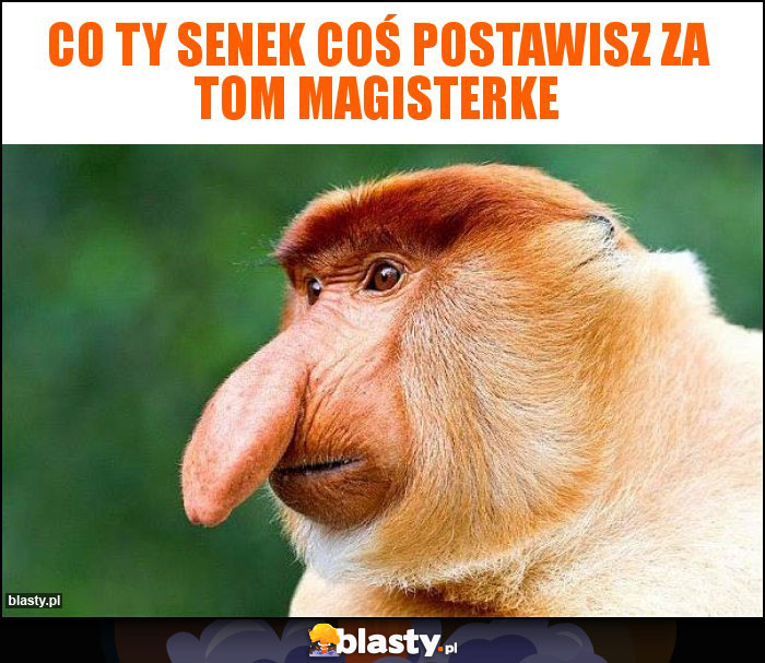 Co Ty senek coś postawisz za tom magisterke Co Ty senek coś postawisz za tom magisterke