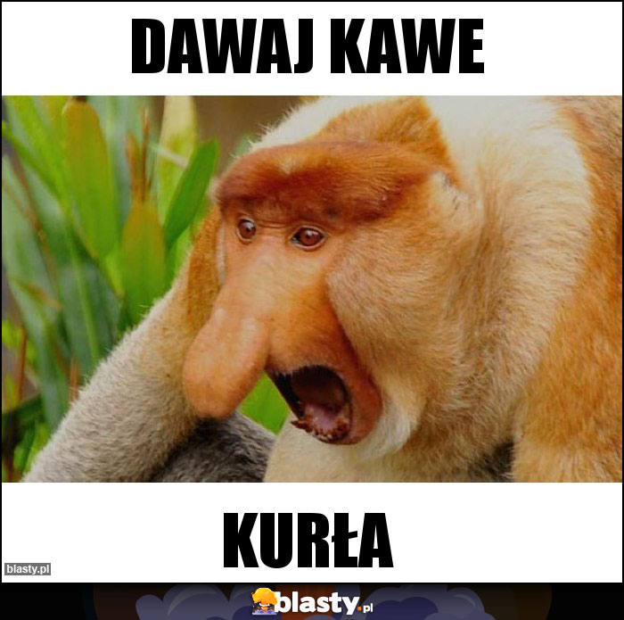 Dawaj kawe Dawaj kawe