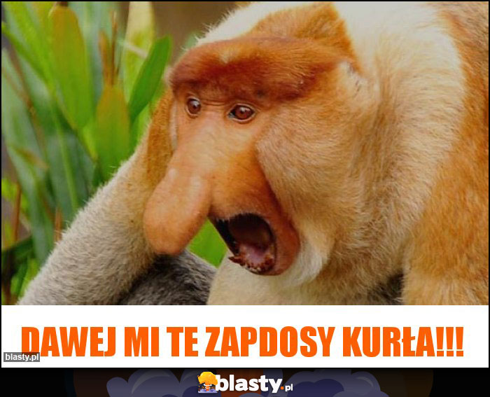 Dawej mi te Zapdosy kurła!!! Dawej mi te Zapdosy kurła!!!