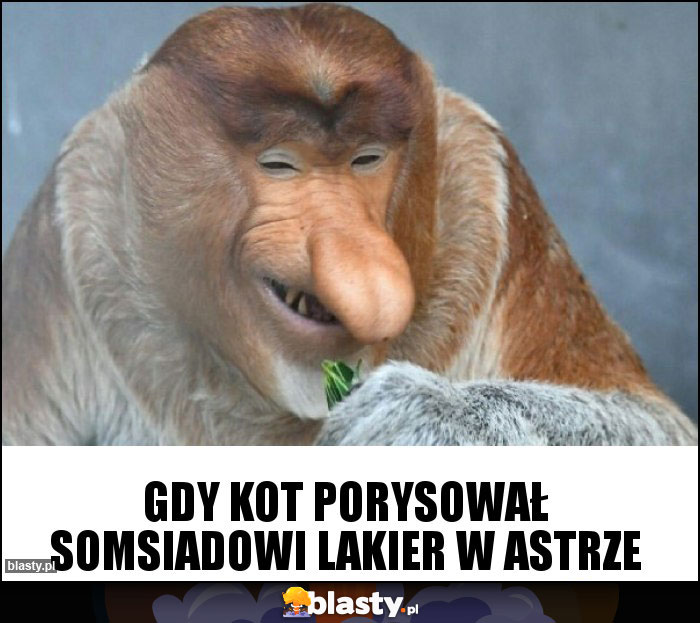 Gdy kot porysował somsiadowi lakier w astrze Gdy kot porysował somsiadowi lakier w astrze