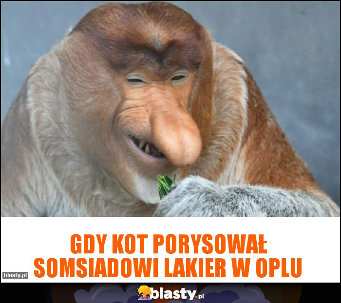 Gdy kot porysował somsiadowi lakier w oplu Gdy kot porysował somsiadowi lakier w oplu