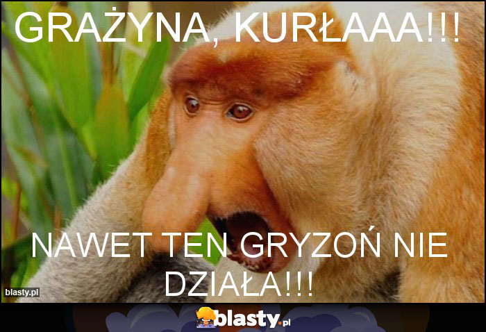 Grażyna, kurłaaa!!! Grażyna, kurłaaa!!!