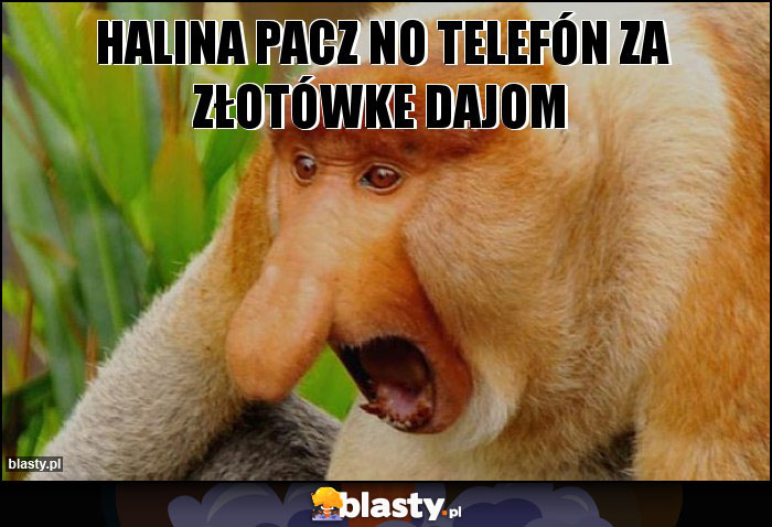 Halina pacz no telefón za złotówke dajom Halina pacz no telefón za złotówke dajom
