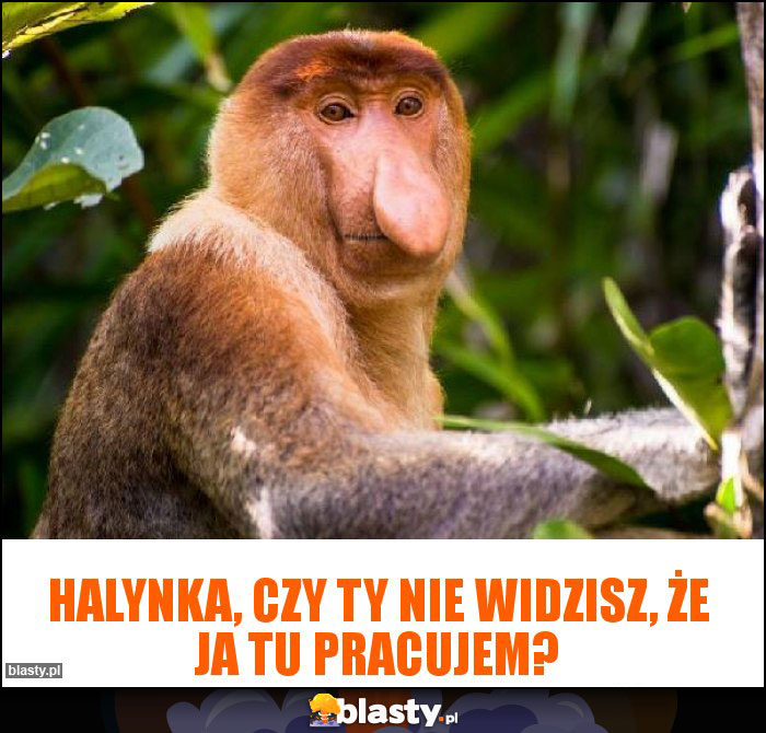 Halynka, czy ty nie widzisz, że ja tu pracujem? Halynka, czy ty nie widzisz, że ja tu pracujem?