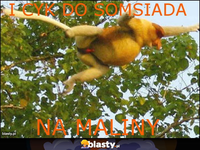i cyk do somsiada i cyk do somsiada