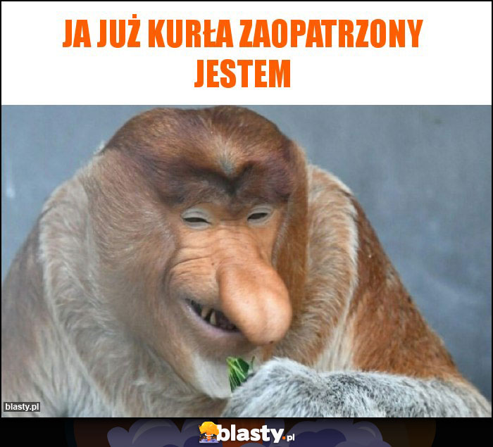 Ja już kurła zaopatrzony jestem Ja już kurła zaopatrzony jestem