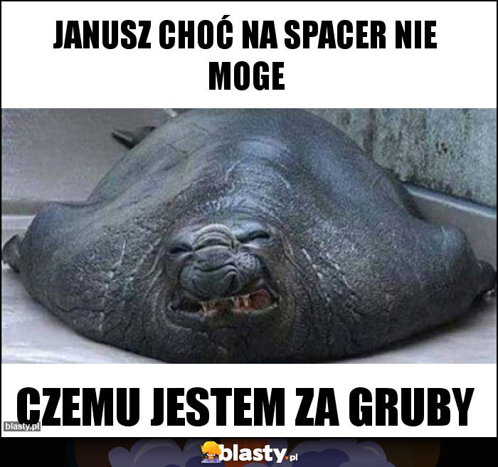 Janusz choć na Spacer nie moge Janusz choć na Spacer nie moge
