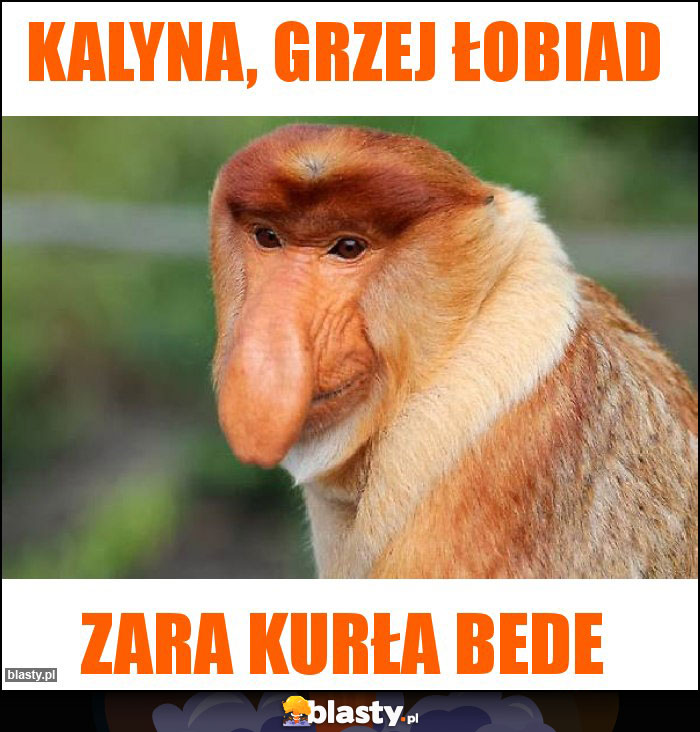 Kalyna, grzej łobiad Kalyna, grzej łobiad