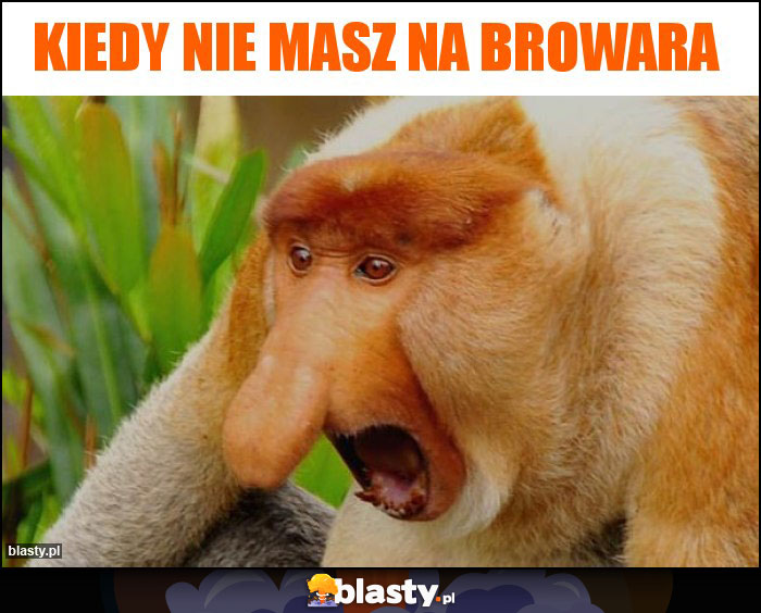 kiedy nie masz na browara kiedy nie masz na browara