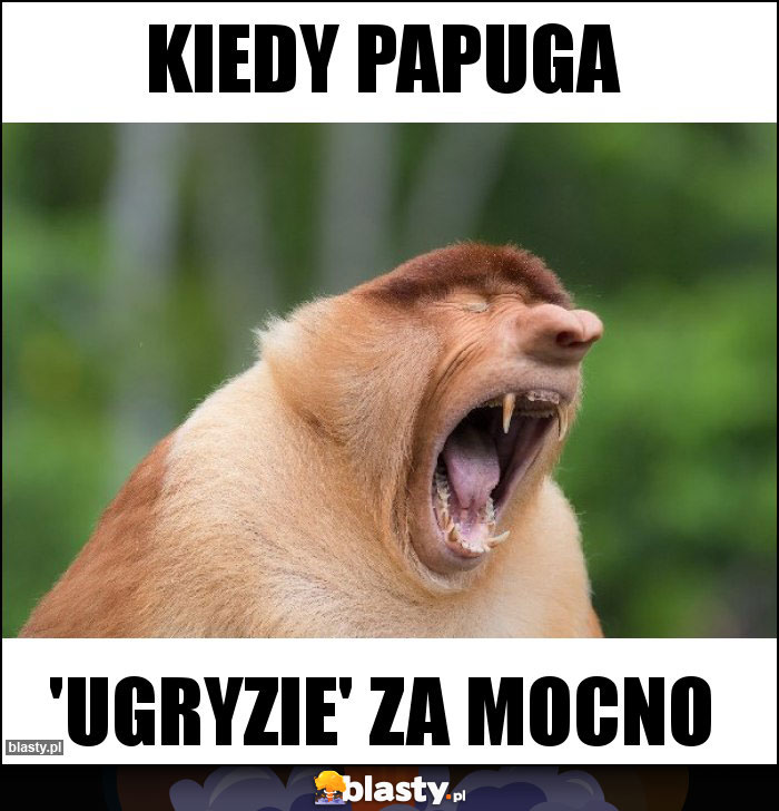 Kiedy papuga Kiedy papuga