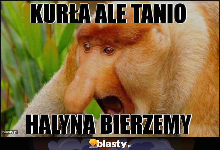 Kurła ale tanio Kurła ale tanio