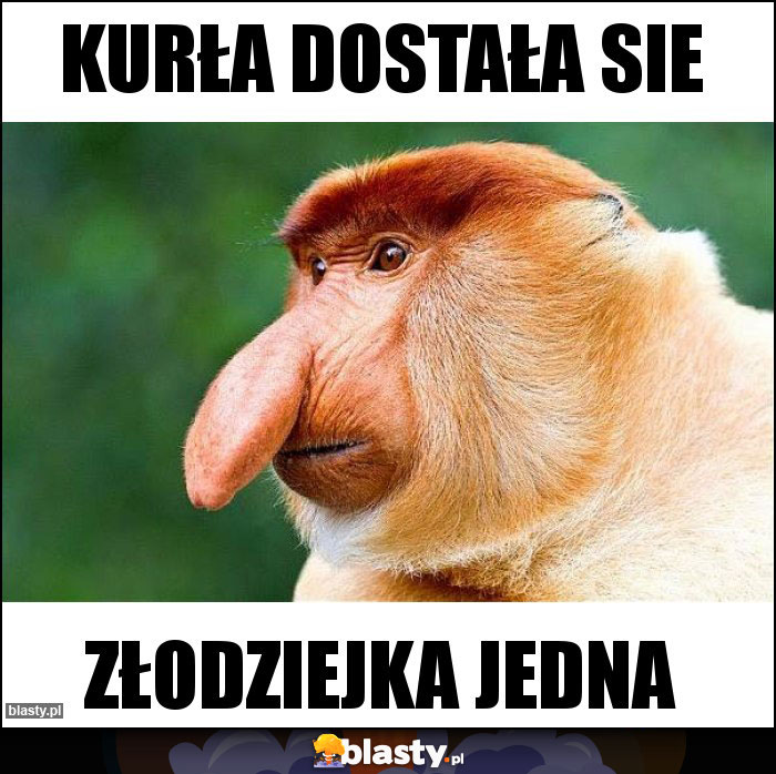 Kurła dostała sie Kurła dostała sie