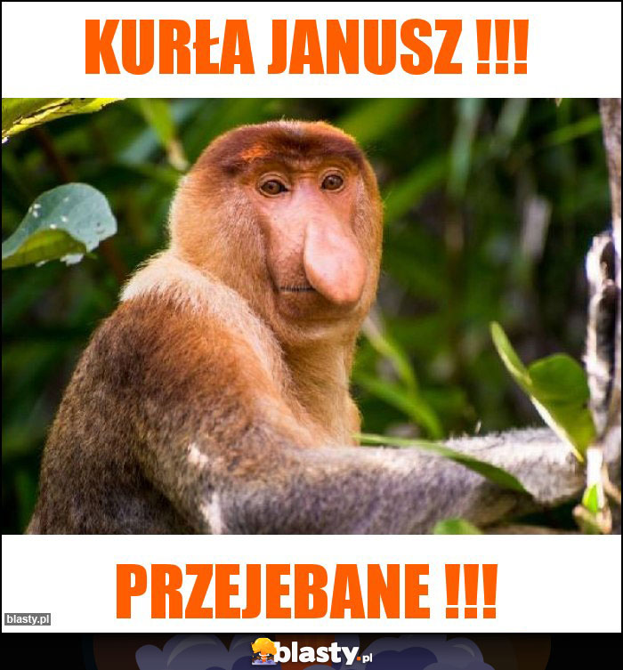 KURŁA JANUSZ !!! KURŁA JANUSZ !!!