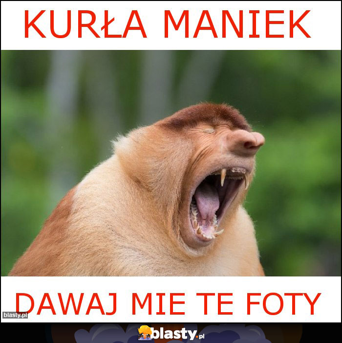 KURŁA MANIEK KURŁA MANIEK