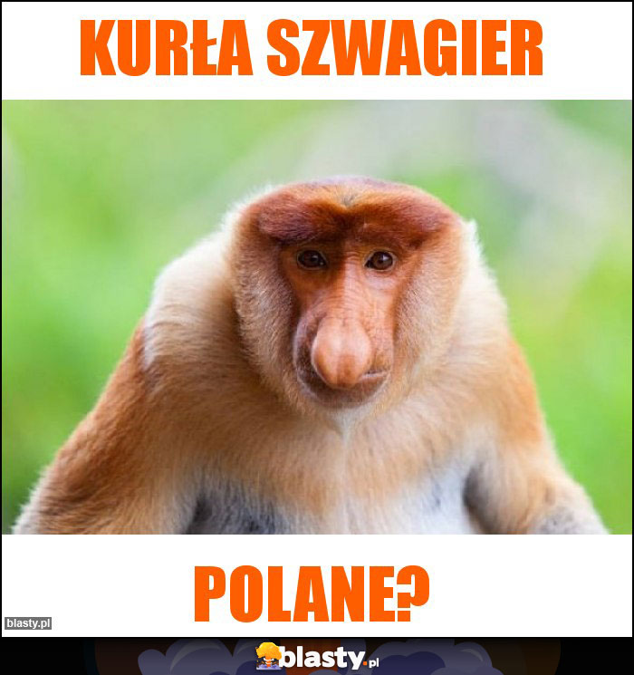 Kurła szwagier Kurła szwagier