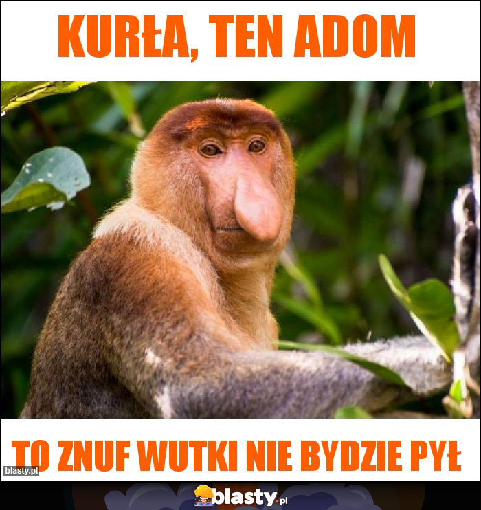 Kurła, ten adom Kurła, ten adom