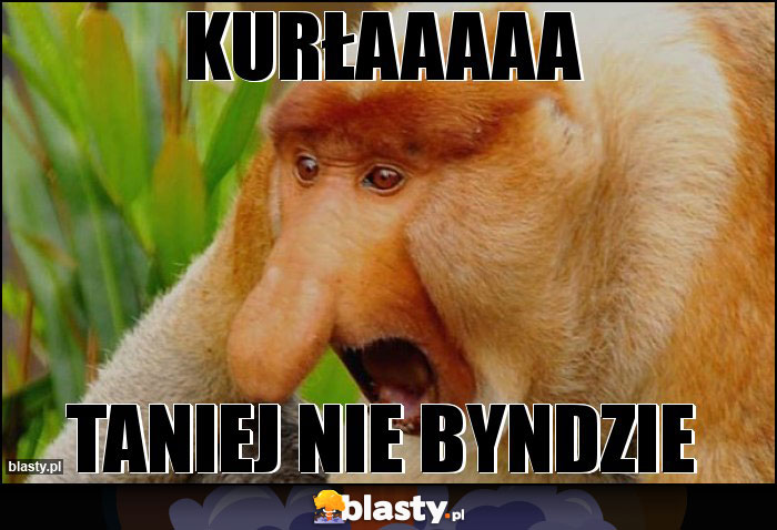 Kurłaaaaa