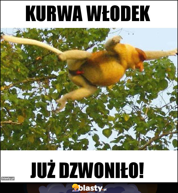 Kurwa włodek Kurwa włodek