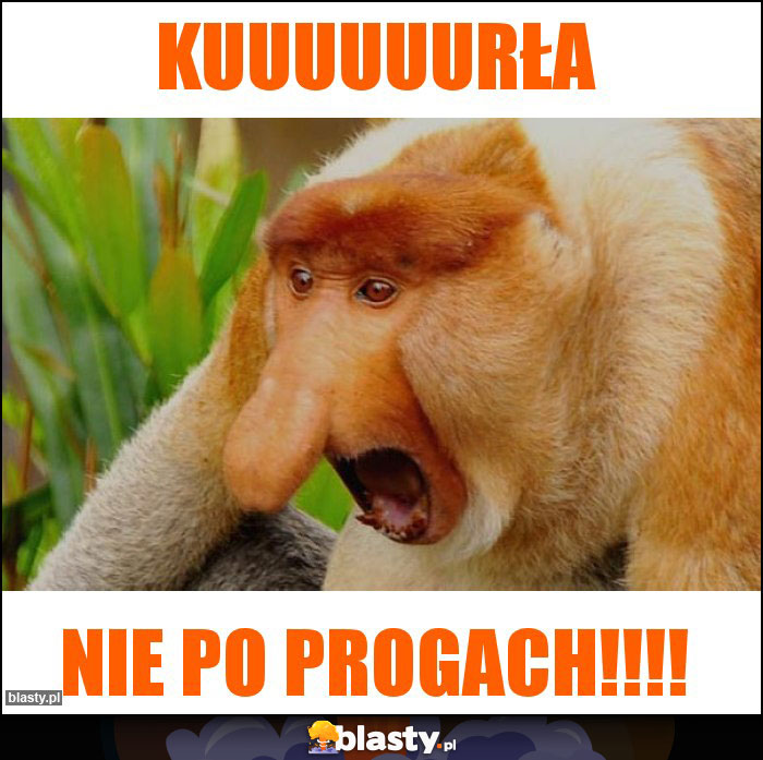 Kuuuuuurła Kuuuuuurła