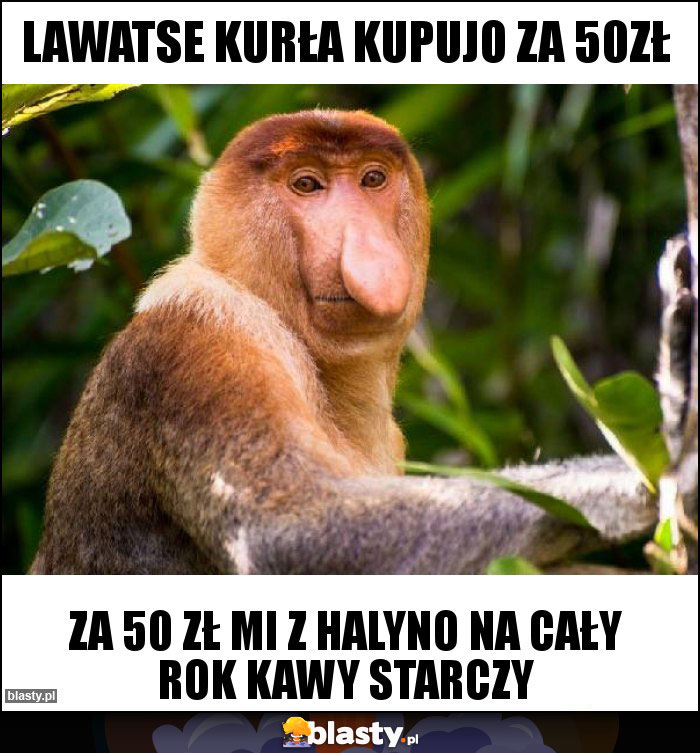 Lawatse kurła kupujo za 50zł Lawatse kurła kupujo za 50zł