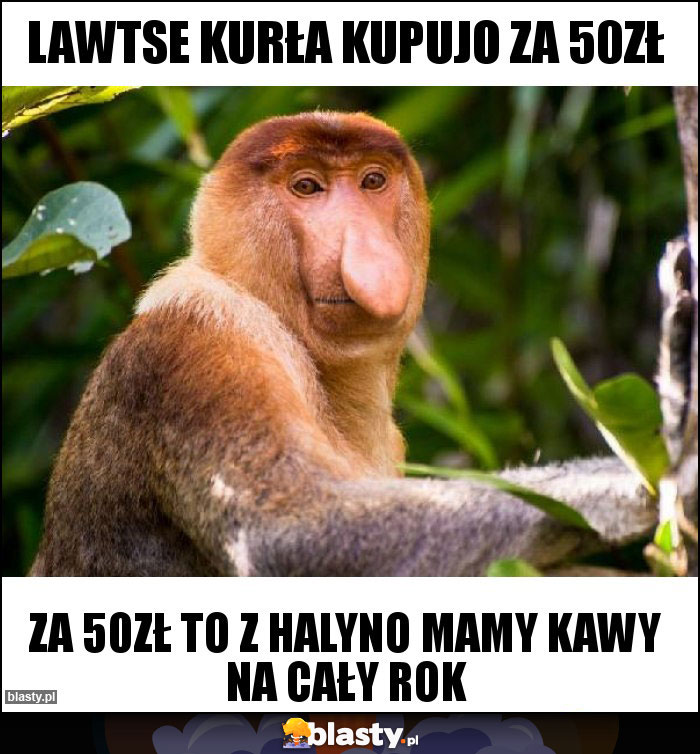Lawtse kurła kupujo za 50zł Lawtse kurła kupujo za 50zł
