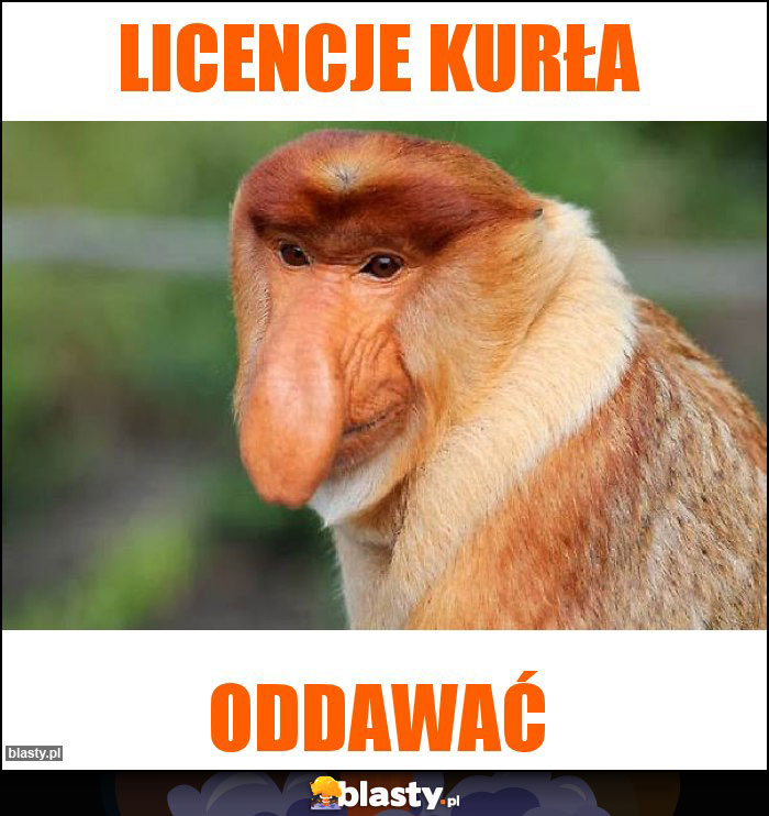Licencje kurła