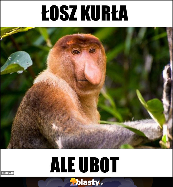 Łosz kurła Łosz kurła
