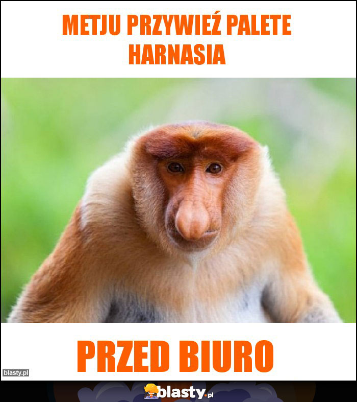 metju przywieź palete harnasia metju przywieź palete harnasia