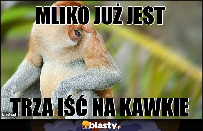 MLIKO JUŻ JEST MLIKO JUŻ JEST