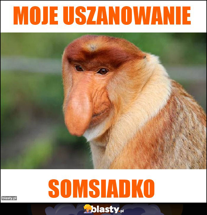 Moje uszanowanie Moje uszanowanie