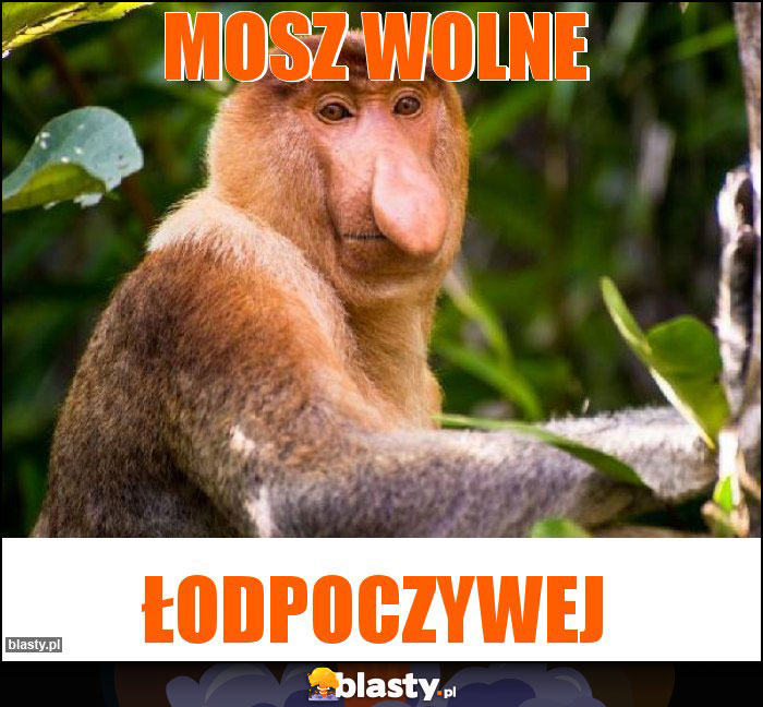Mosz wolne Mosz wolne