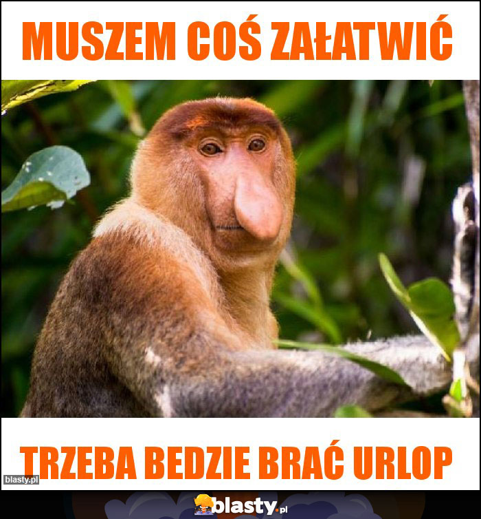 Muszem coś załatwić Muszem coś załatwić