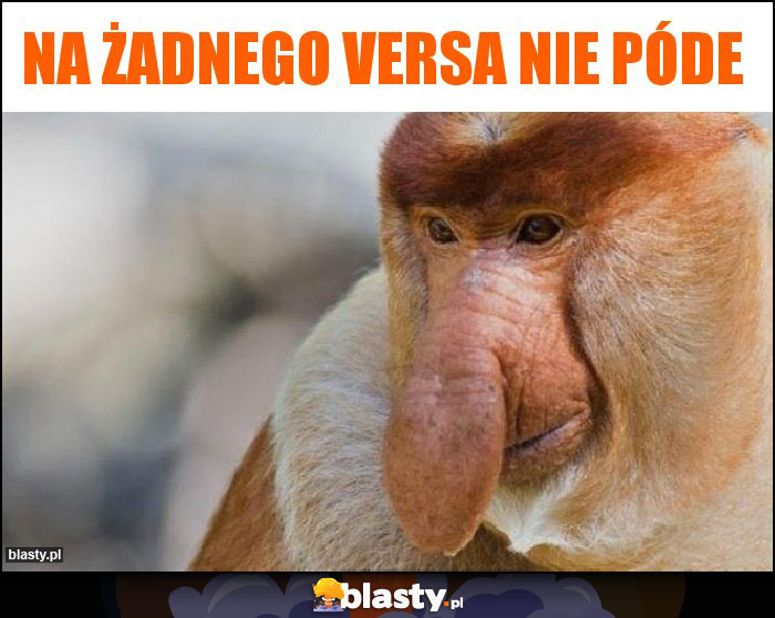 Na żadnego versa nie póde Na żadnego versa nie póde