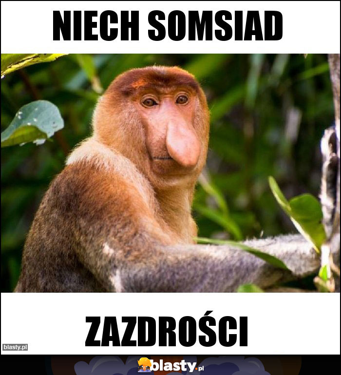 NIECH SOMSIAD NIECH SOMSIAD