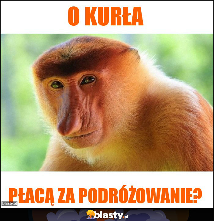 O kurła