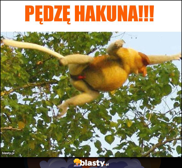 Pędzę Hakuna!!! Pędzę Hakuna!!!