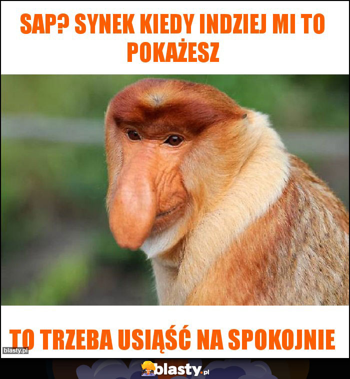 Sap? Synek kiedy indziej mi to pokażesz Sap? Synek kiedy indziej mi to pokażesz