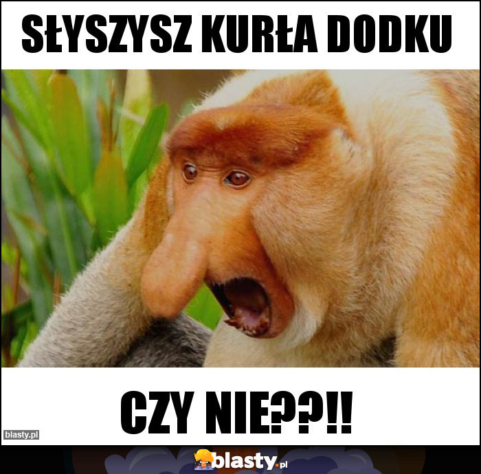 słyszysz kurła dodku słyszysz kurła dodku