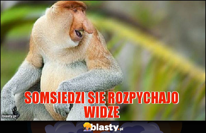 Somsiedzi sie rozpychajo widze Somsiedzi sie rozpychajo widze