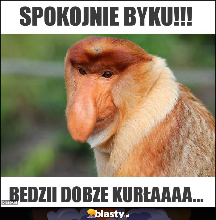 Spokojnie BYKU!!! Spokojnie BYKU!!!