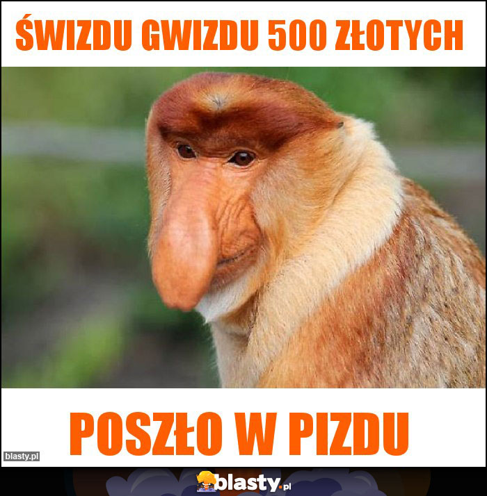 świzdu gwizdu 500 złotych świzdu gwizdu 500 złotych