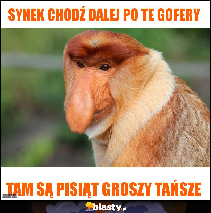 SYNEK CHODŹ DALEJ PO TE GOFERY SYNEK CHODŹ DALEJ PO TE GOFERY