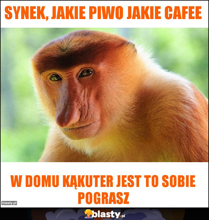 Synek, jakie piwo jakie cafee Synek, jakie piwo jakie cafee