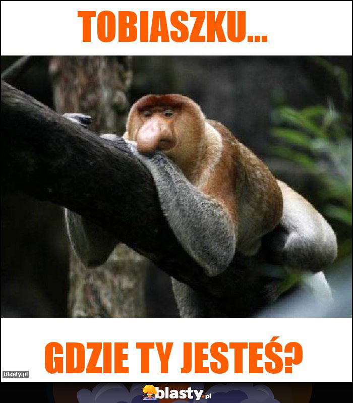 Tobiaszku... Tobiaszku...