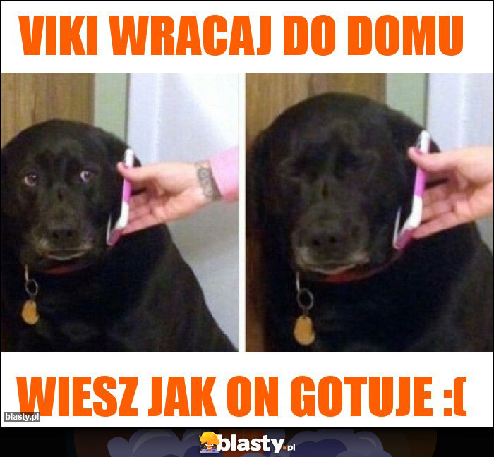 Viki wracaj do domu Viki wracaj do domu