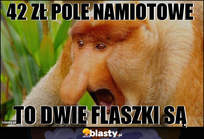 42 zł pole namiotowe 42 zł pole namiotowe