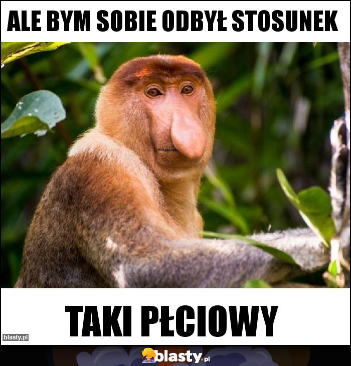 Ale bym sobie odbył stosunek
