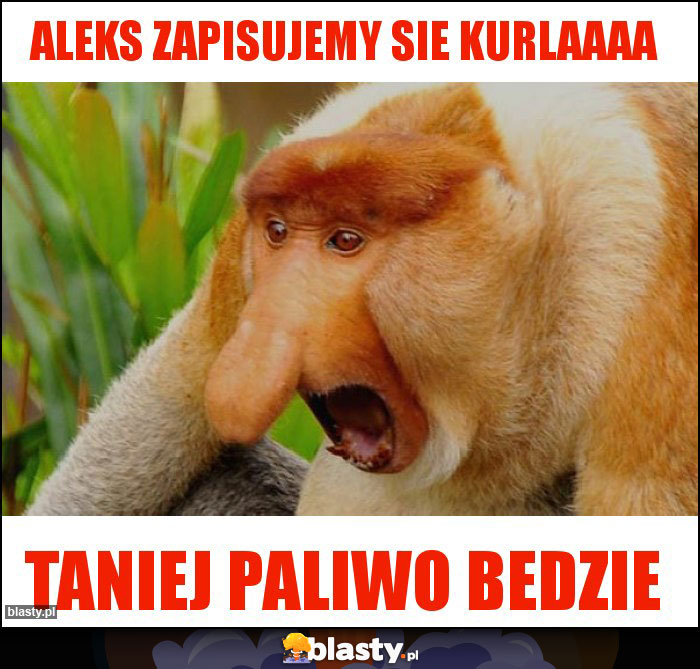 Aleks zapisujemy sie kurlaaaa Aleks zapisujemy sie kurlaaaa