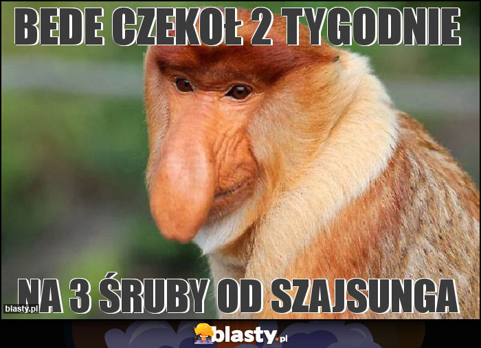 Bede czekoł 2 tygodnie Bede czekoł 2 tygodnie