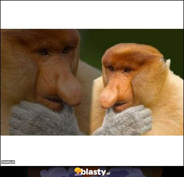 CIEKAWE CZY ŁYSY CIEKAWE CZY ŁYSY
